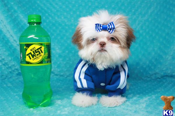 lvpuppyheaven Picture 3